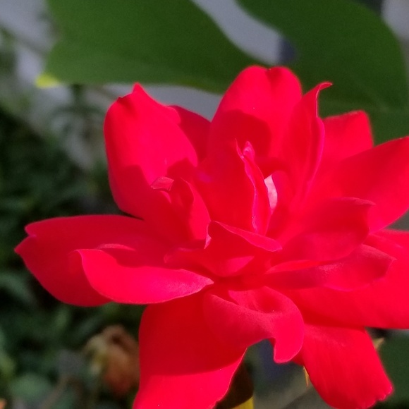 Meet your Posher, Tanya - Picture 1 of 1